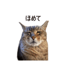 よーやが居る生活（個別スタンプ：29）