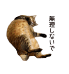 よーやが居る生活（個別スタンプ：33）