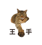 よーやが居る生活（個別スタンプ：36）