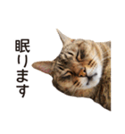 よーやが居る生活（個別スタンプ：38）