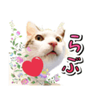 推し猫スタンプ(コタツ＆ふとん)（個別スタンプ：1）