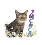 推し猫スタンプ(コタツ＆ふとん)（個別スタンプ：2）