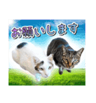 推し猫スタンプ(コタツ＆ふとん)（個別スタンプ：4）