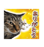 推し猫スタンプ(コタツ＆ふとん)（個別スタンプ：7）