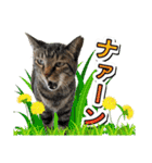 推し猫スタンプ(コタツ＆ふとん)（個別スタンプ：8）