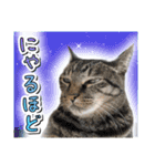 推し猫スタンプ(コタツ＆ふとん)（個別スタンプ：10）