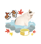 推し猫スタンプ(コタツ＆ふとん)（個別スタンプ：11）
