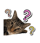 推し猫スタンプ(コタツ＆ふとん)（個別スタンプ：12）