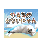 推し猫スタンプ(コタツ＆ふとん)（個別スタンプ：13）