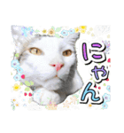 推し猫スタンプ(コタツ＆ふとん)（個別スタンプ：15）