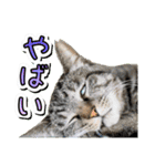 推し猫スタンプ(コタツ＆ふとん)（個別スタンプ：16）
