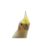 トトウイウイ（個別スタンプ：1）