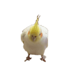 トトウイウイ（個別スタンプ：4）