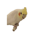 トトウイウイ（個別スタンプ：8）