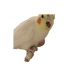 トトウイウイ（個別スタンプ：9）