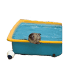 トトウイウイ（個別スタンプ：15）