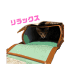 マサオとカズオの日常（個別スタンプ：12）