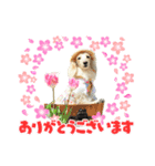 ミニチュアダックス☆も・な・か（個別スタンプ：1）