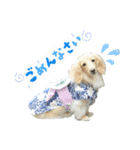 ミニチュアダックス☆も・な・か（個別スタンプ：4）
