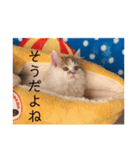 ねこまーち もこもこ王子（個別スタンプ：7）