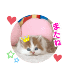 ねこまーち もこもこ王子（個別スタンプ：8）