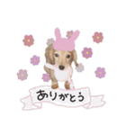 もこれん♡（個別スタンプ：4）