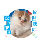 ねこまーち ふわふわ王子（個別スタンプ：1）