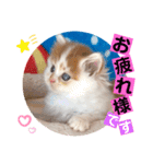 ねこまーち ふわふわ王子（個別スタンプ：2）