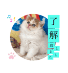 ねこまーち ふわふわ王子（個別スタンプ：4）