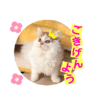 ねこまーち ふわふわ王子（個別スタンプ：7）