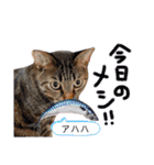 中村家の愉快な仲間たち！（個別スタンプ：12）