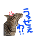 中村家の愉快な仲間たち！（個別スタンプ：17）