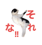 中村家の愉快な仲間たち！（個別スタンプ：39）