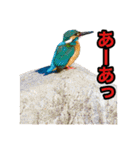 ザ・野鳥 カワセミ編（個別スタンプ：7）