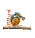 ザ・野鳥 カワセミ編（個別スタンプ：32）