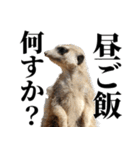 やせい動物 挨拶編（個別スタンプ：4）