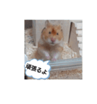 ハムスターのつぶやき（個別スタンプ：1）