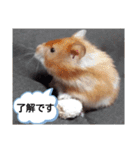 ハムスターのつぶやき（個別スタンプ：2）