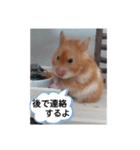 ハムスターのつぶやき（個別スタンプ：3）