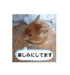 ハムスターのつぶやき（個別スタンプ：5）