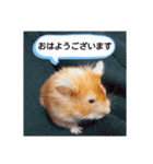 ハムスターのつぶやき（個別スタンプ：6）