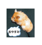 ハムスターのつぶやき（個別スタンプ：7）