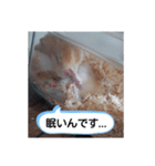 ハムスターのつぶやき（個別スタンプ：8）