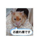 ハムスターのつぶやき（個別スタンプ：9）