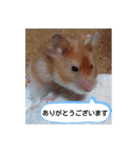 ハムスターのつぶやき（個別スタンプ：10）