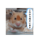 ハムスターのつぶやき（個別スタンプ：11）