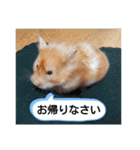 ハムスターのつぶやき（個別スタンプ：12）