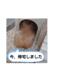 ハムスターのつぶやき（個別スタンプ：13）