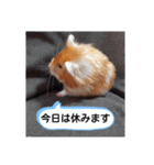 ハムスターのつぶやき（個別スタンプ：15）