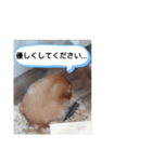 ハムスターのつぶやき（個別スタンプ：16）
